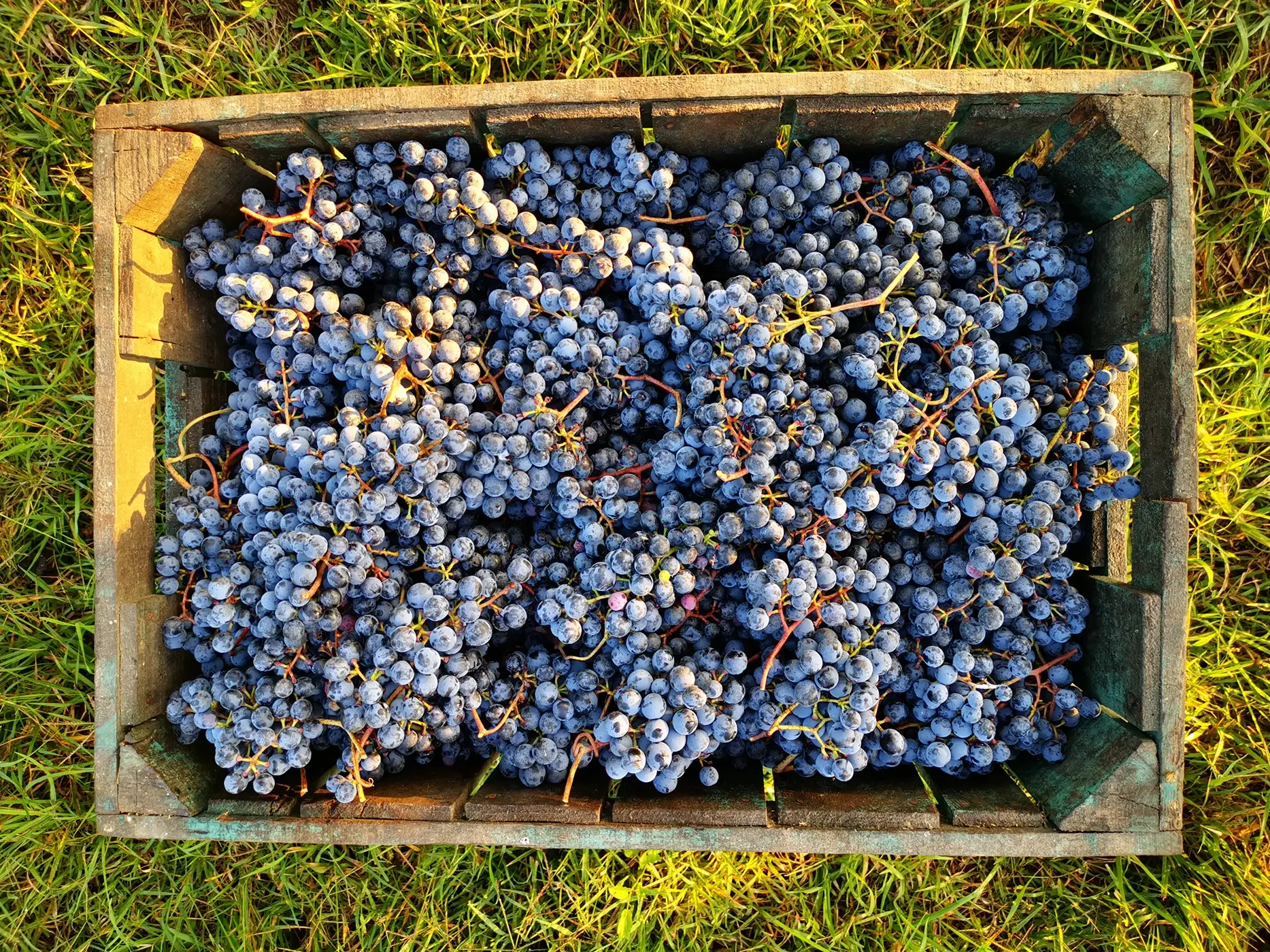 Fattoria Moretto - Cantina — foto 4